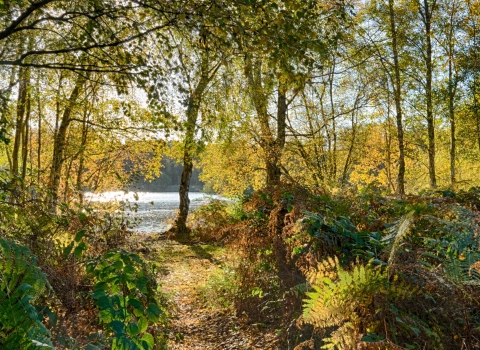 Autumn at Holme Fen - Sarah Lambert