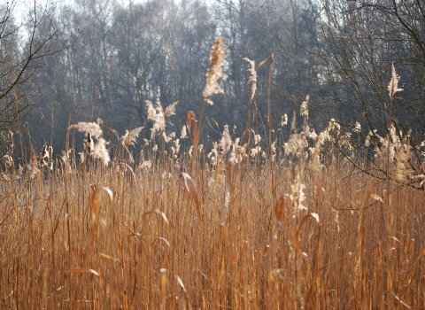 Fenland Landscapes credit: David Holliday