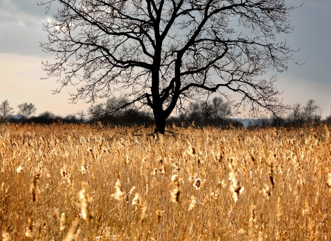 Tree's at The Great Fen