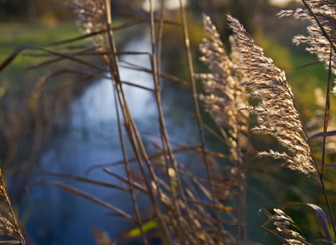 Reed and Dyke along main drove at Woodwalton Fen