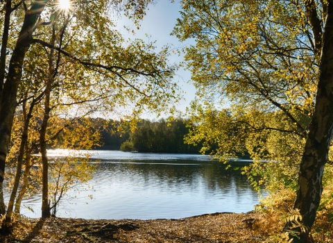 Holme Fen