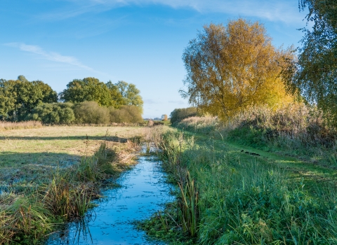 Woodwalton Fen