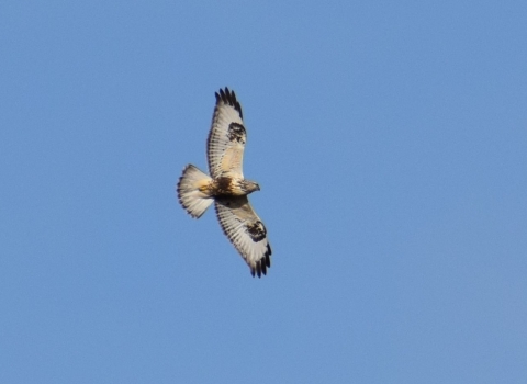 Rough-legged buzzard over Froghall 11 Nov 2018