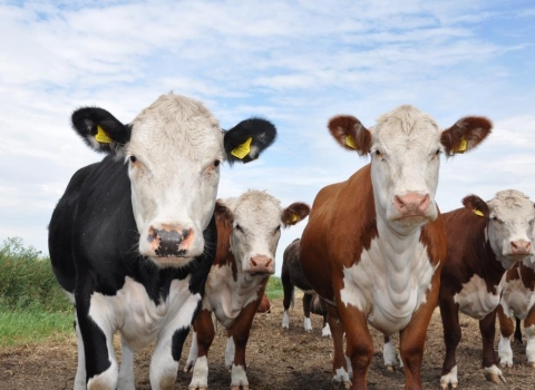 Hereford cows grazing