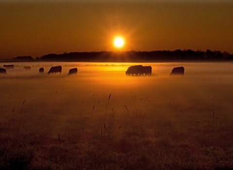 Sunset at Woodwalton Fen 