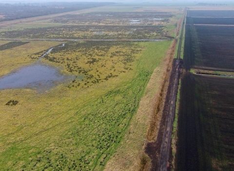 Habitat restoration at the Great Fen