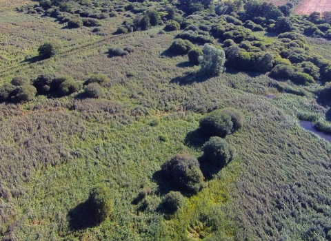 Woodwalton Fen