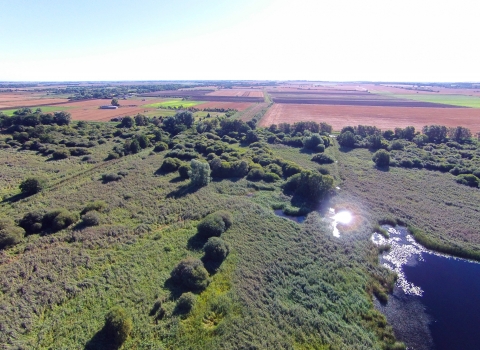 Woodwalton Fen 