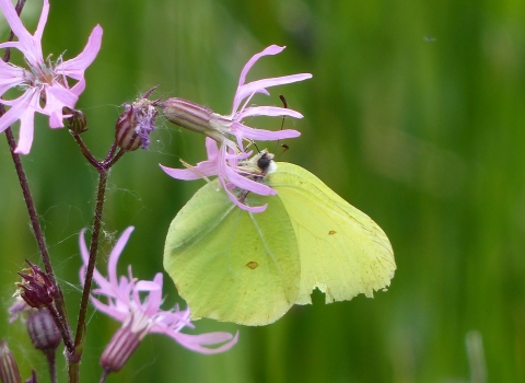 Brimstone butterfly on ragged robin