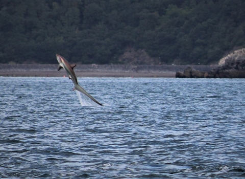 Thresher shark leaping from the water