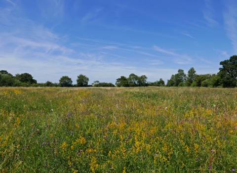 Wildflower meadow - Robert Enderby