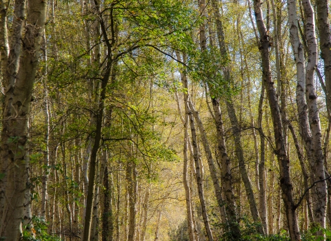 View of Holme Fen NNR - Sarah Lambert