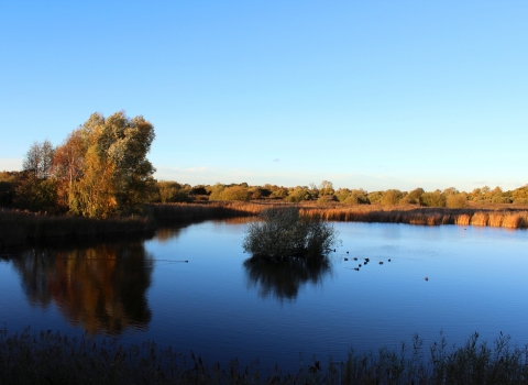 Holme Fen  The Great Fen