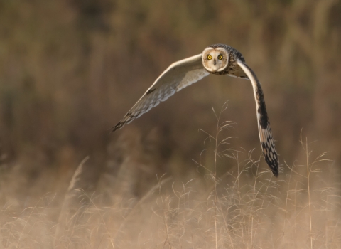 Short eared owl at the Great Fen 