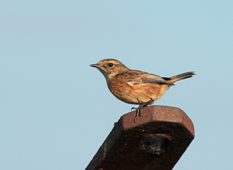 Female stonechat by Henry Stanier