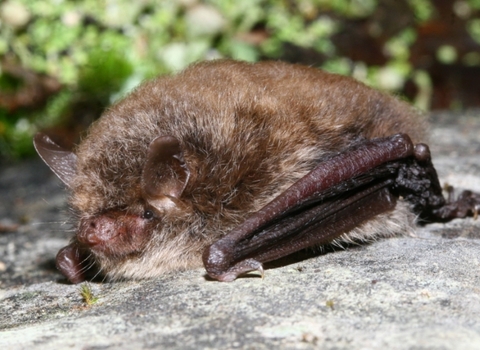 Alcathoe bat