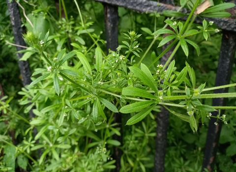 Goosegrass