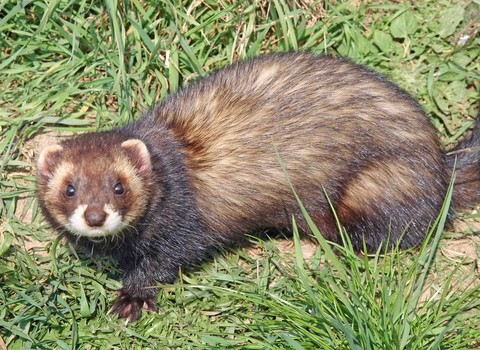 Polecat