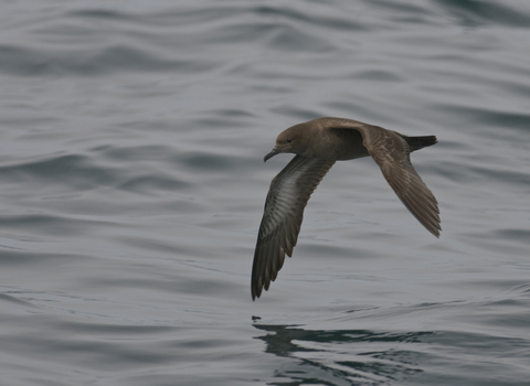 Sooty shearwater