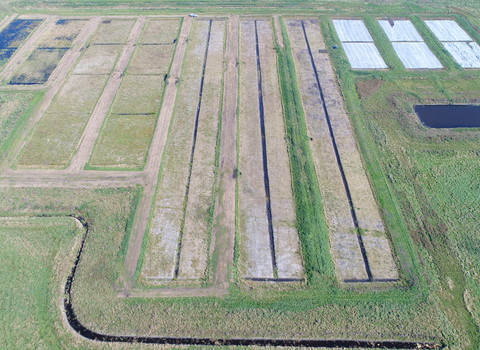 Drone image of the Water Works paludiculture test beds 