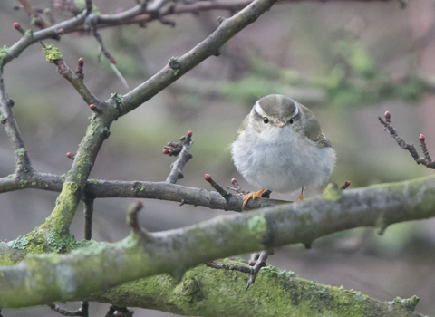 A yellow-browed warbler perched on a twig, looking towards the camera. It's a small warbler with a whitish belly and mossy green back, with a bright yellow stripe over the eye