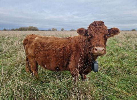 A brown Dexter cow looking to camera standing in a green field of long grass. They are wearing a Nofence tracker on a chain around their neck