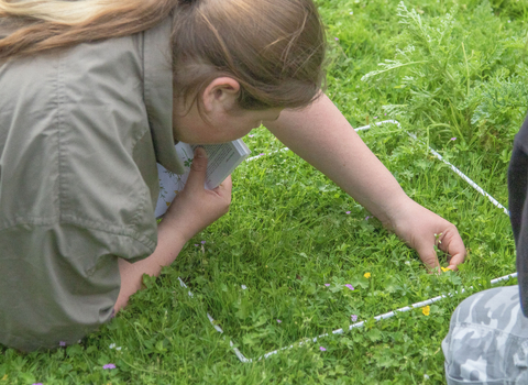A teen leans over a quadrat frame on the grass looking closely at the plants and holding a flower