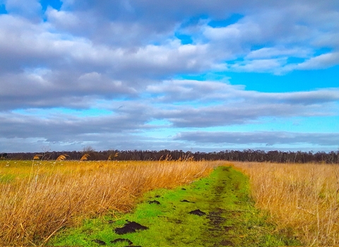 Landscape view looking along a green grass track with brown mole hills, orange reeds either side, brown trees on the flat horizon and blue clouded sky above