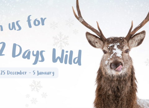 Join us for 12 Days Wild - image of stag licking snow from his nose