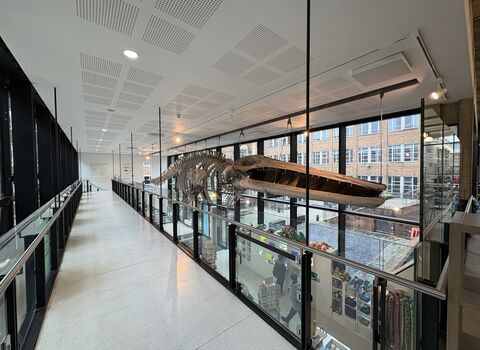 A Fin Whale skeleton hanging from the ceiling inside the Cambridge Museum of Zoology.