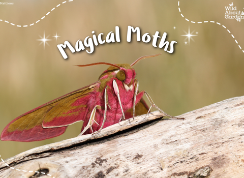Pink moth with Magical Moths written above