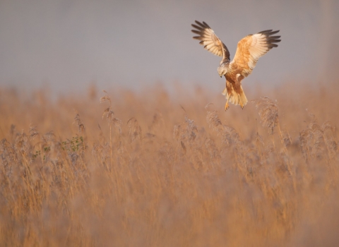 Marsh Harrier