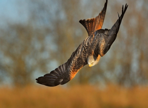 Red kite