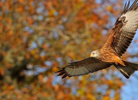 Red Kite