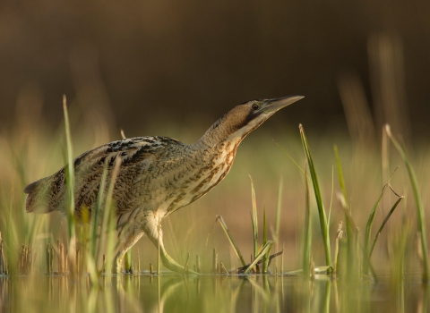 Bittern