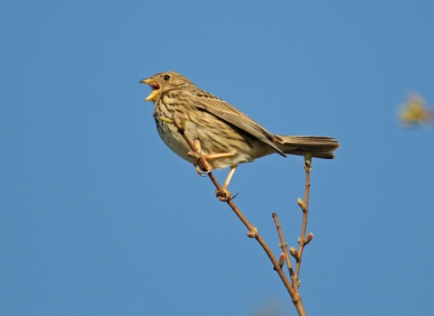 corn bunting