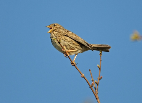 corn bunting