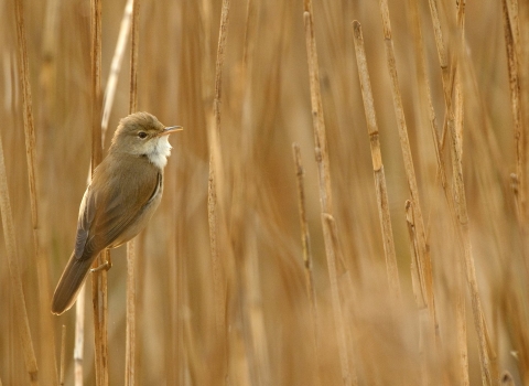 Reed warbler