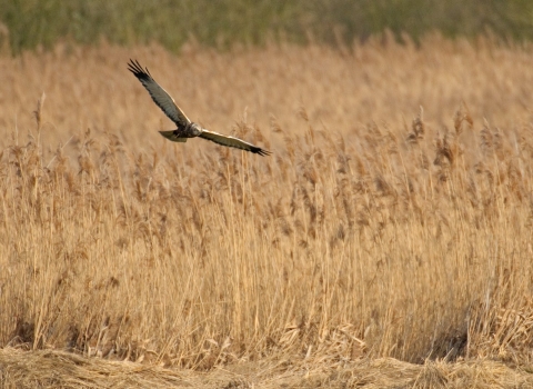 Marsh harrier