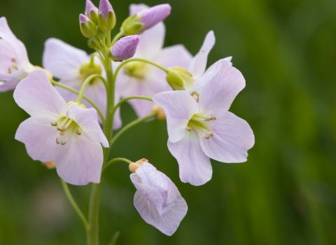 Cuckooflower