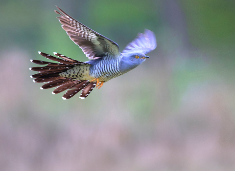 Cuckoo in flight