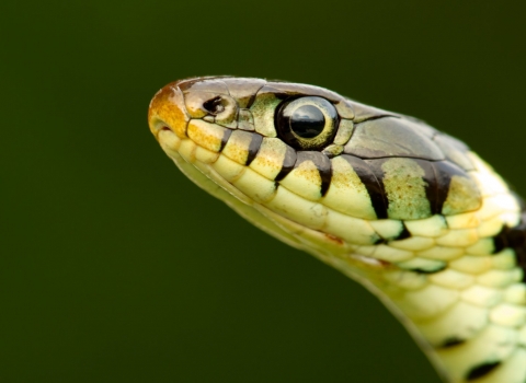 Grass Snake