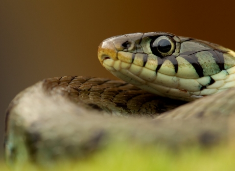 Grass snake