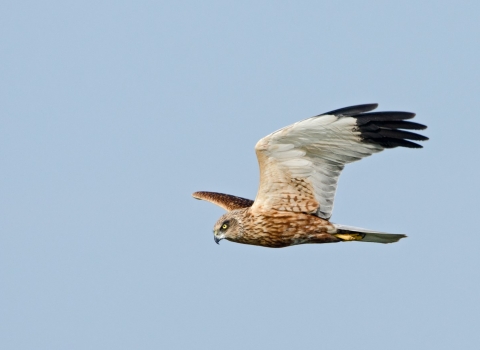 Marsh harrier