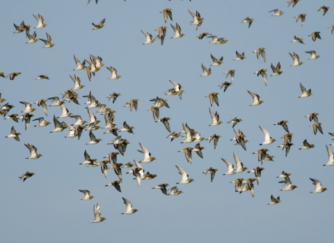 Golden Plover