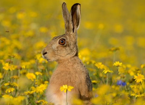 Brown Hare