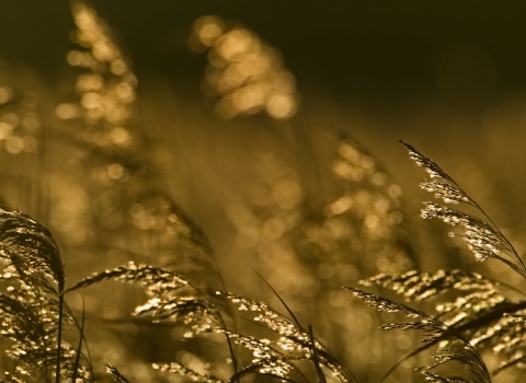 Phragmites reeds in reedbed at Woodwalton Fen