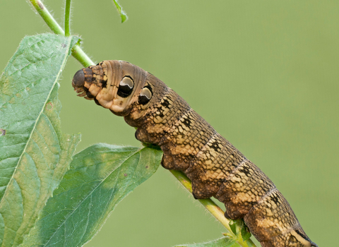 Elephant hawkmoth