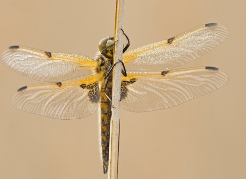 Four spotted chaser