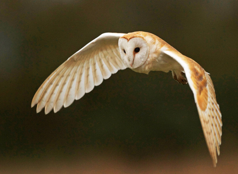 Barn owl in flight